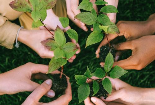 Many hands holding plants